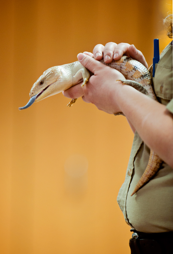 Binder Park Zoo�s Amanda Bailiff holds a Blue Tongued Skink at Knee High Naturalists.